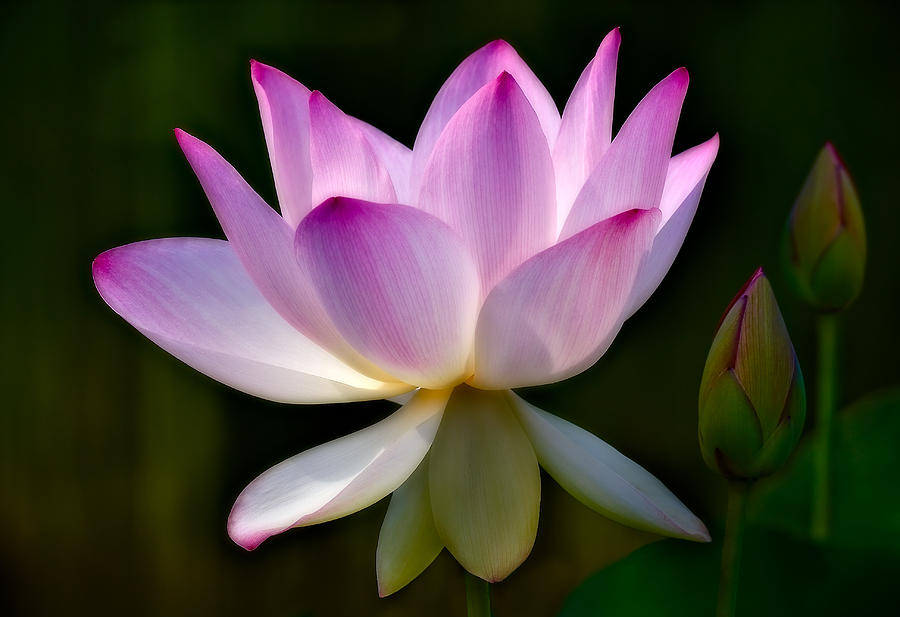 Flower Photograph - Lotus and Buds by Susan Candelario