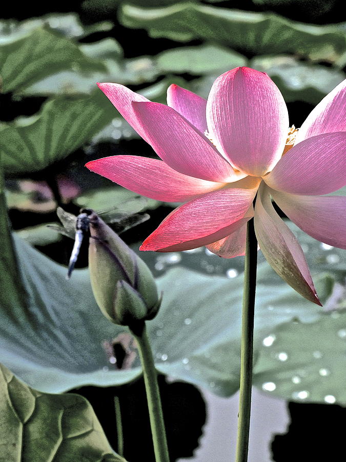 Summer Photograph - Lotus and Dragonfly by Larry Knipfing