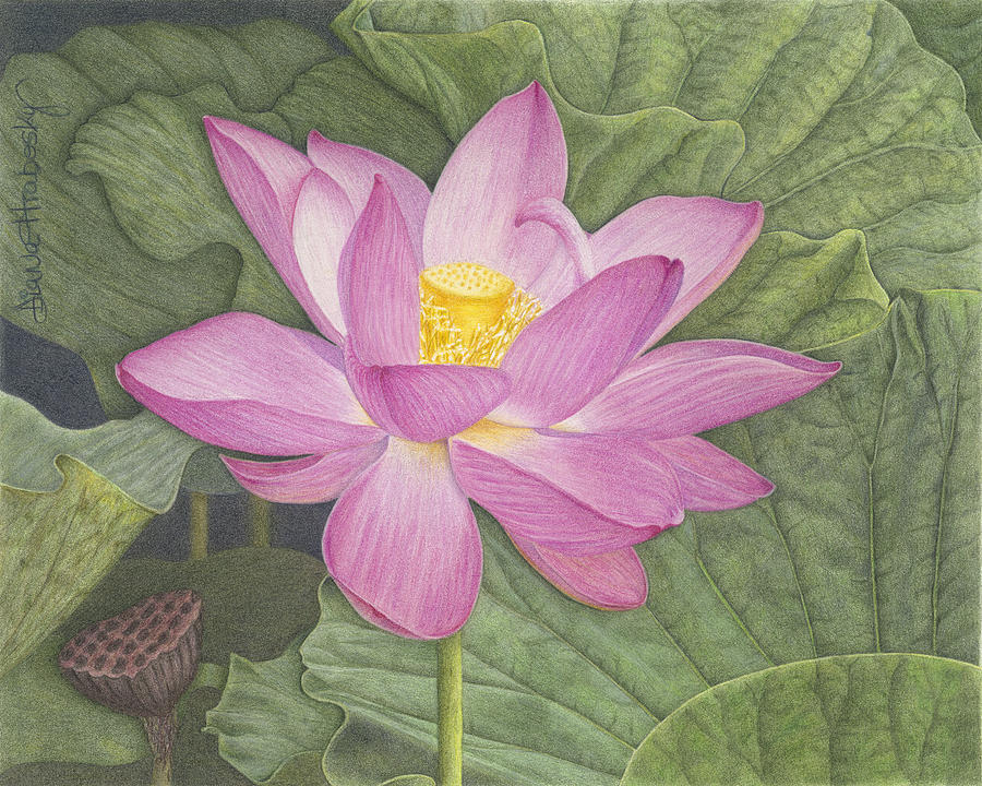 Lotus and Leaves Drawing by Diana Hrabosky
