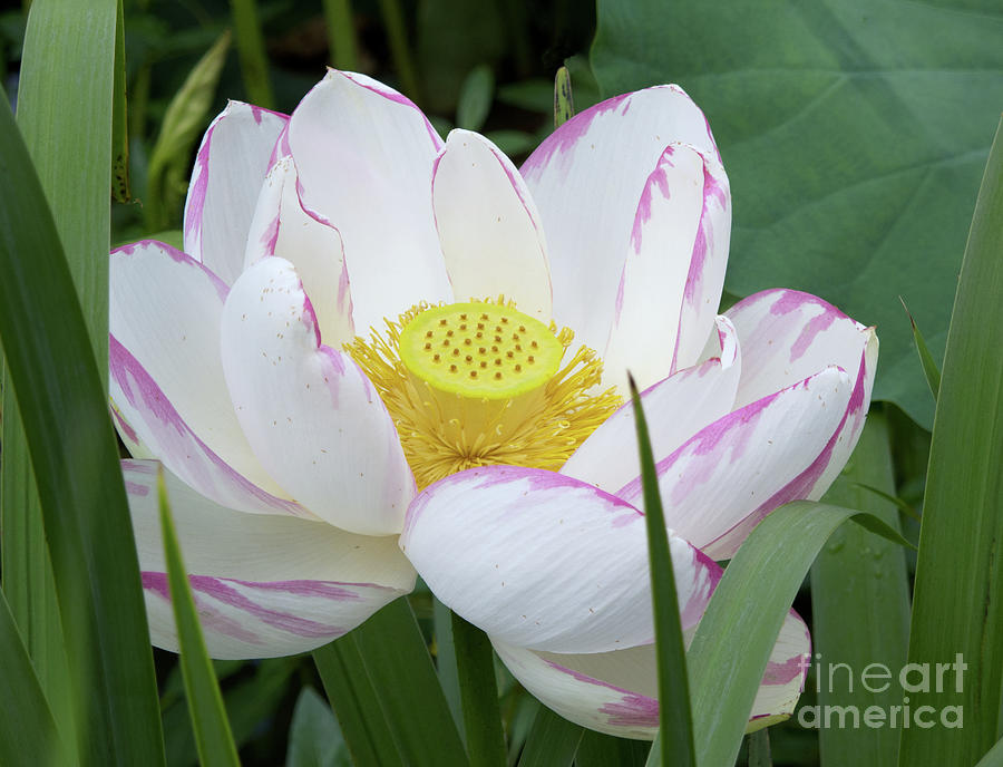 Lotus Photograph by Ann Horn