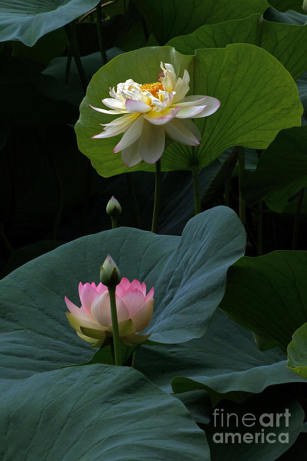 Water Gardens Photograph - Lotus Beauties In White Pink Gold And Green by Byron Varvarigos