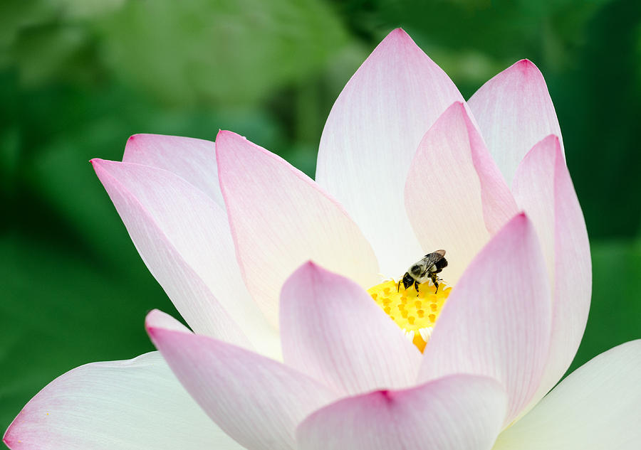 Lotus Bee Photograph by Georgette Grossman