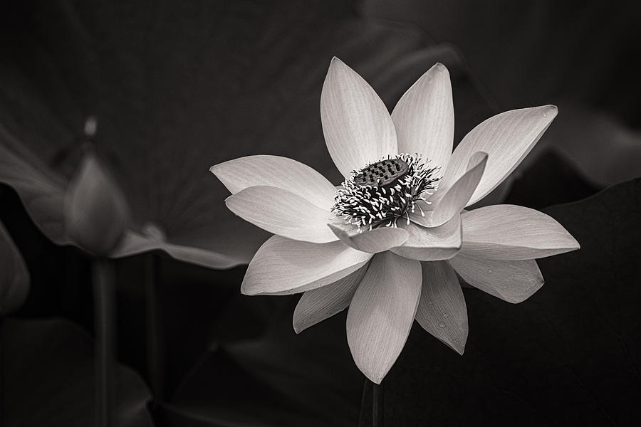 Lotus Black and White Art Series Photograph by Jeff Abrahamson