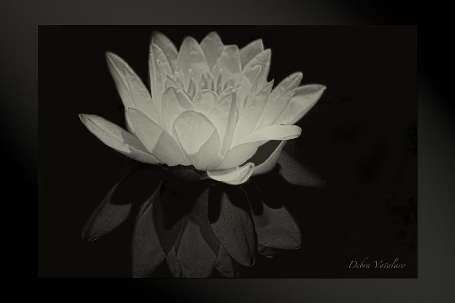 Lotus Black/white Photograph by Debra     Vatalaro