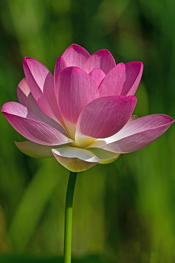 Lotus Bloom Photograph by Jerry Gammon