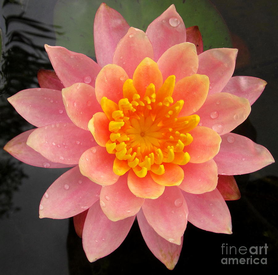 Flowers Still Life Photograph - Lotus Bloom by Joshua Bales