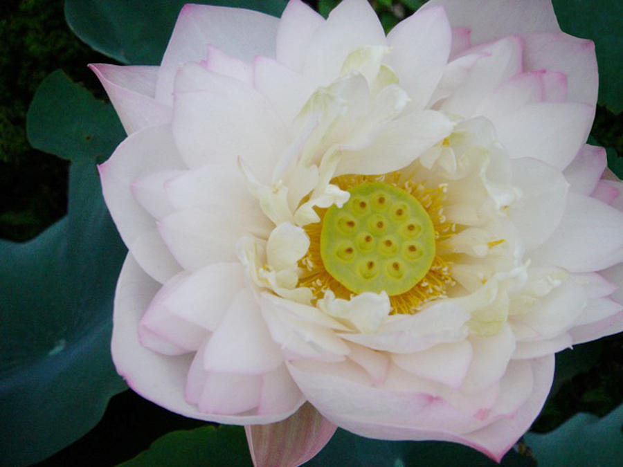 Nature Photograph - Lotus Blooming by Doveen Schecter