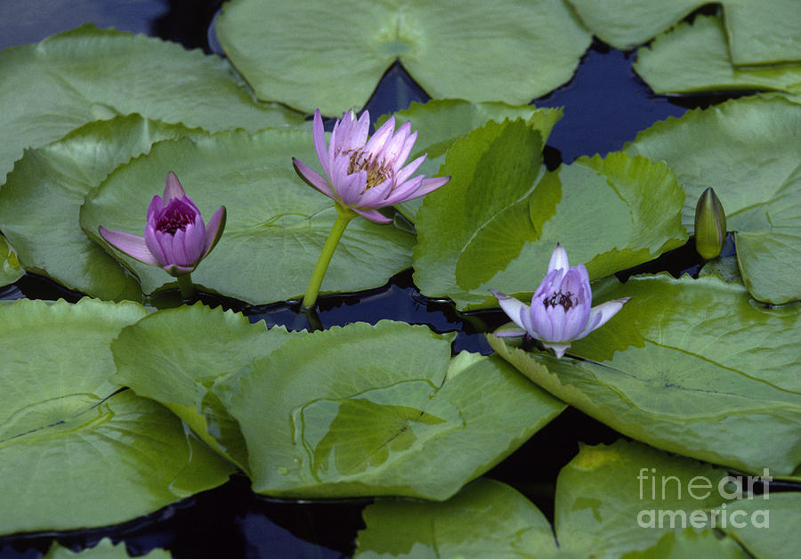 Lotus Blooms Photograph by Craig Lovell