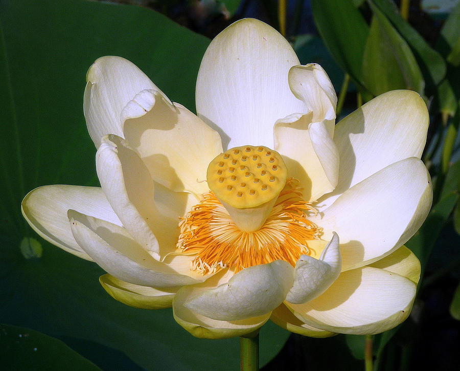 Lotus Blossom # 1 Photograph by Jim Whalen