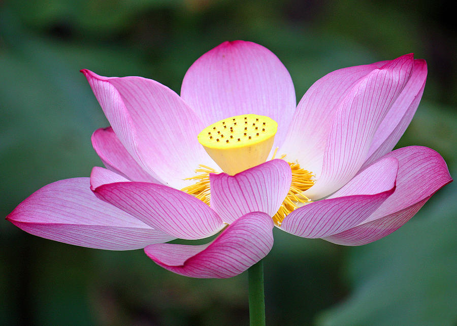 Lotus Blossom 1 Photograph by Karen Saunders - Fine Art America