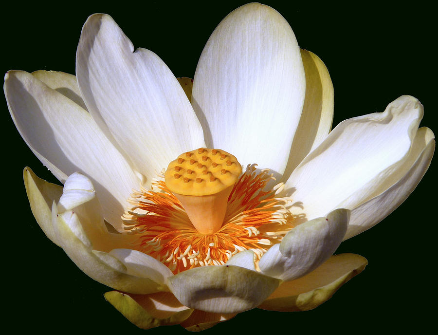Lotus Blossom #2 Photograph by Jim Whalen
