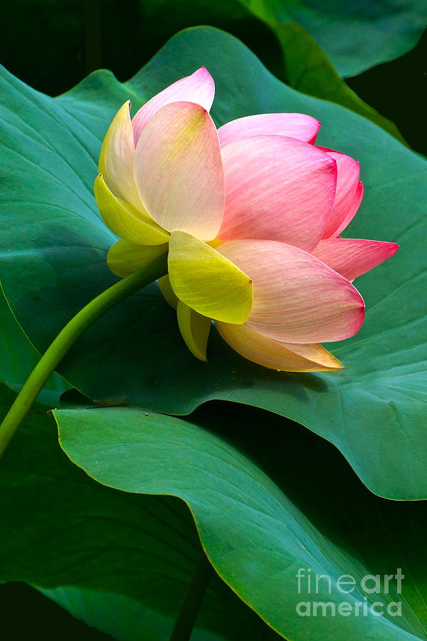 Lotus Blossom And Leaves Photograph by Byron Varvarigos
