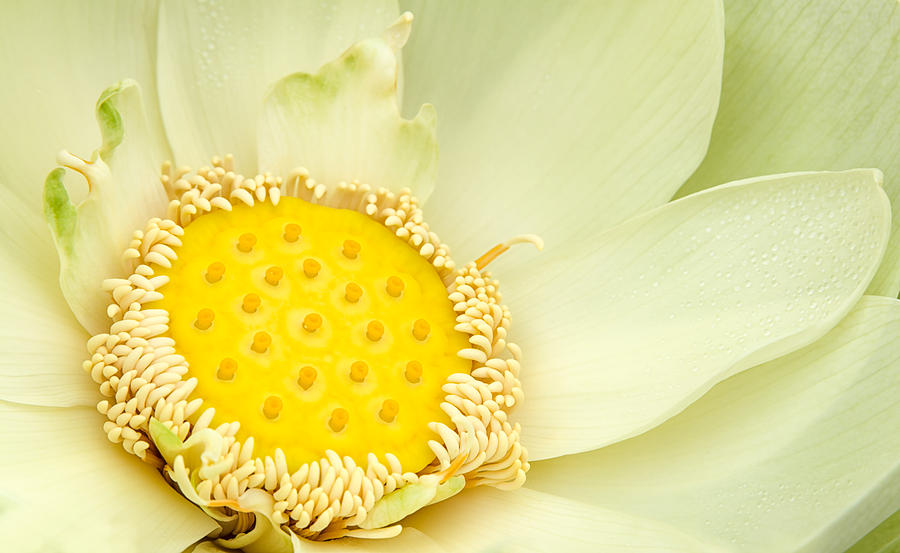 Lotus Blossom Photograph