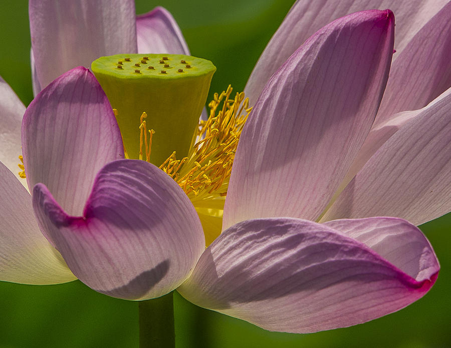 Lotus Blossom Closeup Photograph by William Bitman