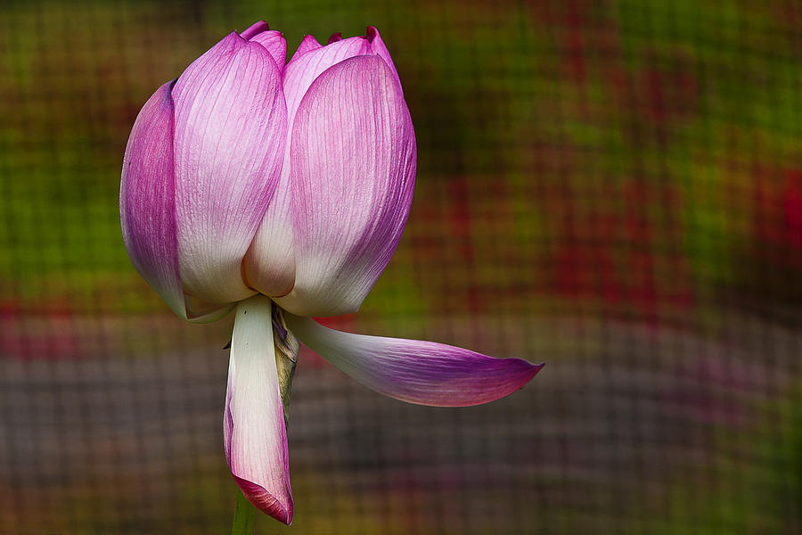 Lotus Blossom Photograph by Wes and Dotty Weber