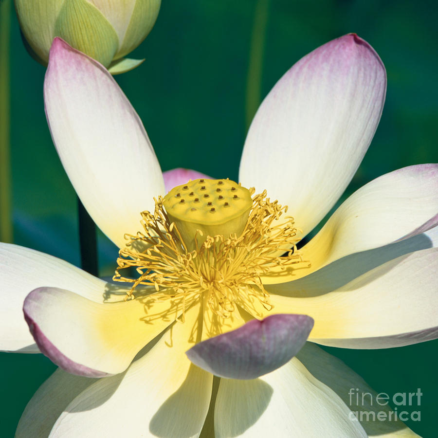 Flower Photograph - Lotus Blossom by Heiko Koehrer-Wagner