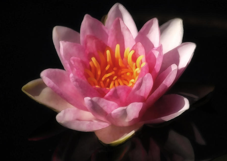 Lotus Blossom Impression Digital Art by Lena Wilhite