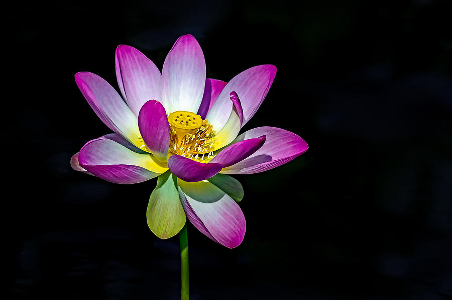 Lotus Blossom Photograph by Jerry Gammon