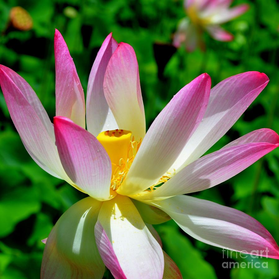 Lotus Blossom Photograph by Mary Deal