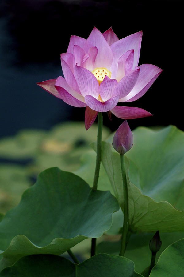 Nature Photograph - Lotus Blossom by Penny Lisowski