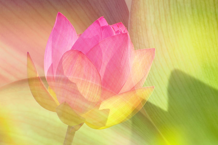 Abstract Photograph - Lotus Blossom by Robert Jensen