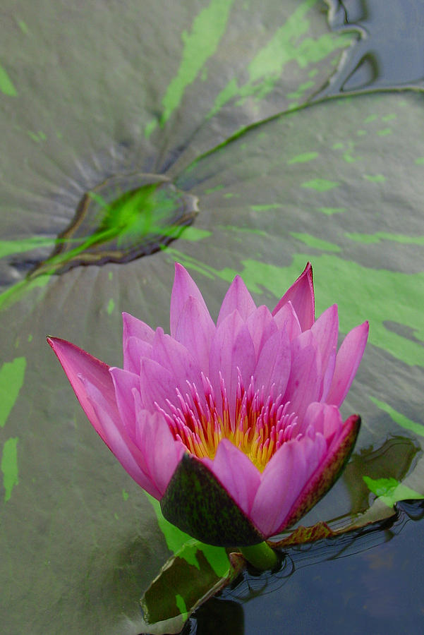 Lotus Blossom Photograph by Suzanne Gaff