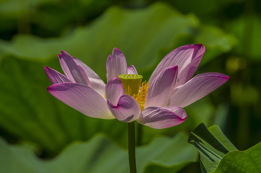 Lotus Blossom Photograph by William Bitman