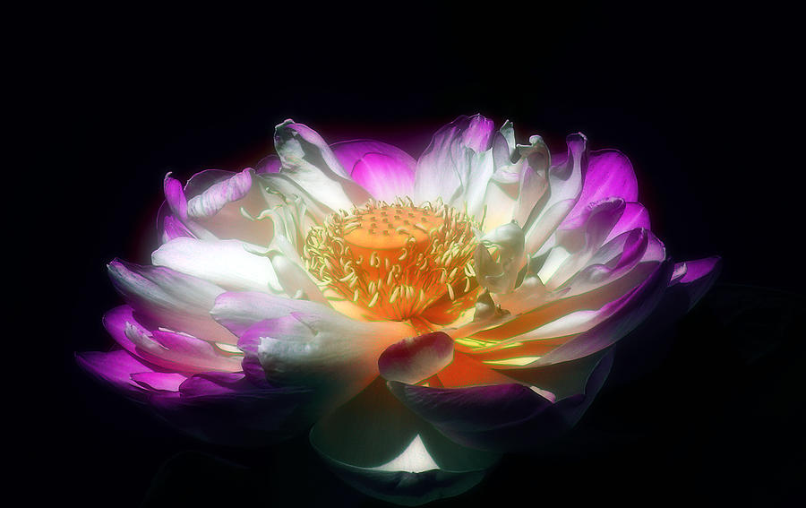 Lotus Blossom Digital Art by William Horden