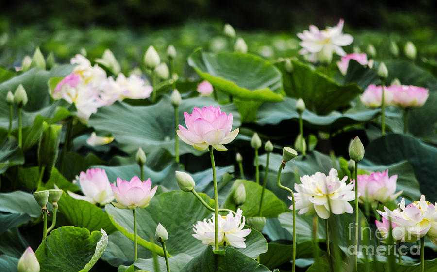Lotus Blossoms Photograph by Paul Mashburn