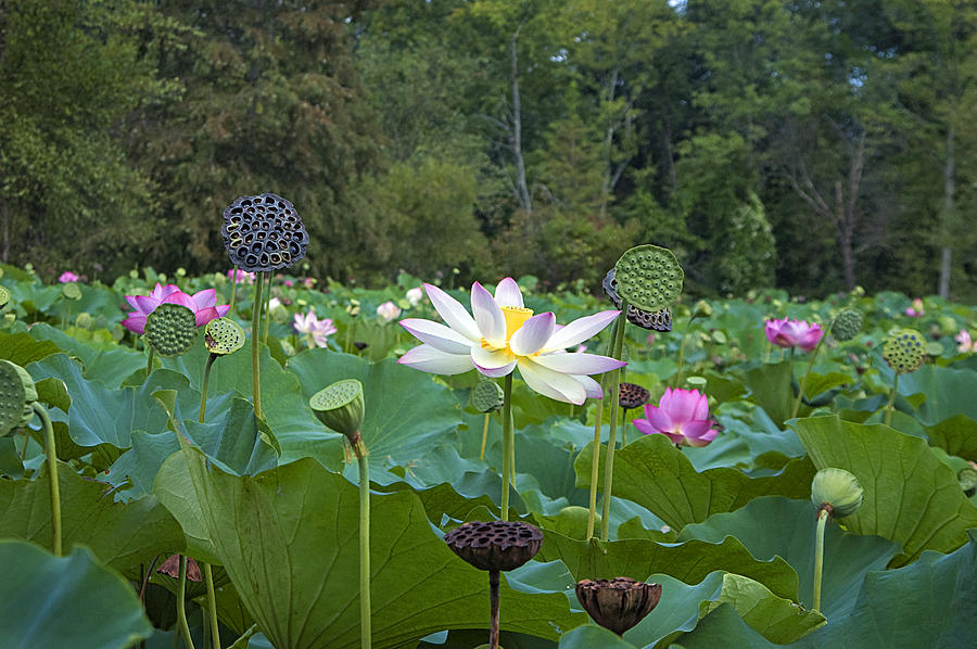 Lotus Blossoms Photograph by Valerie Brown