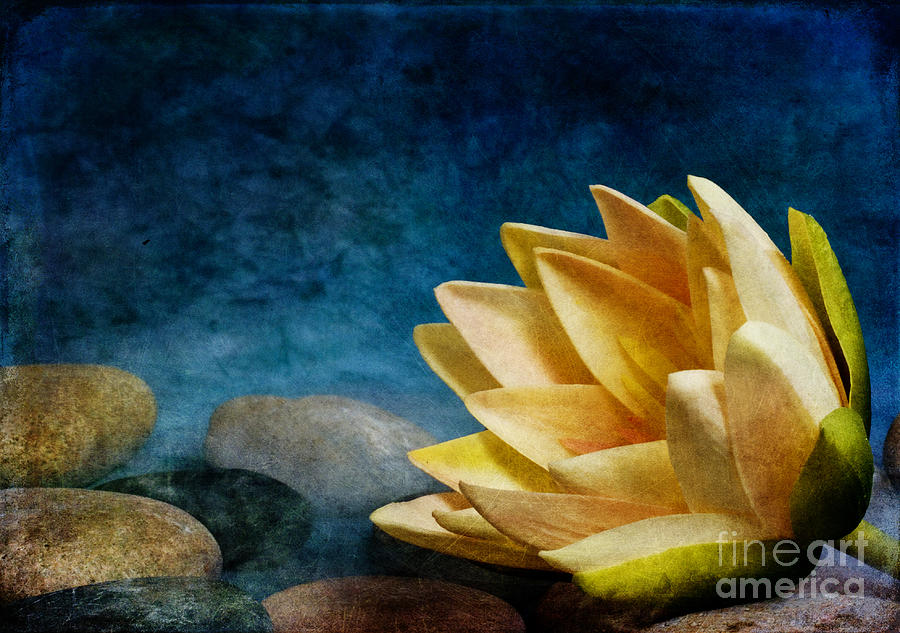Flowers Still Life Photograph - Lotus Blues by Eric Chegwin
