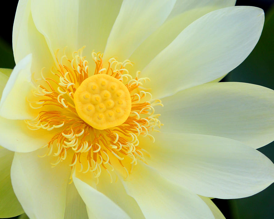 Lotus Photograph by Brook Burling