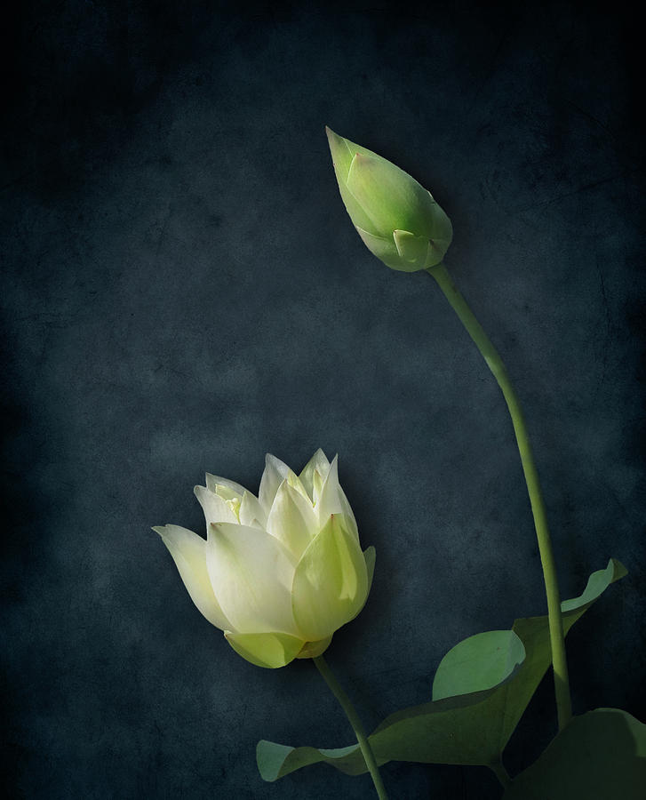 Lotus Bud and Bloom Photograph by Deborah Smith
