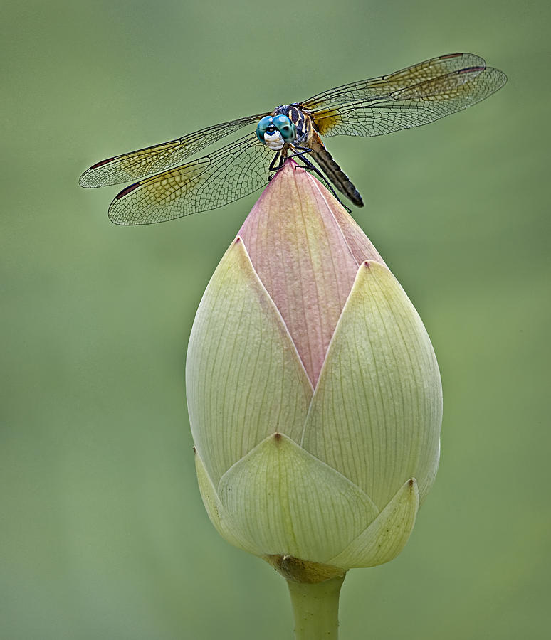 Lotus Bud And Dragonfly Photograph by Susan Candelario