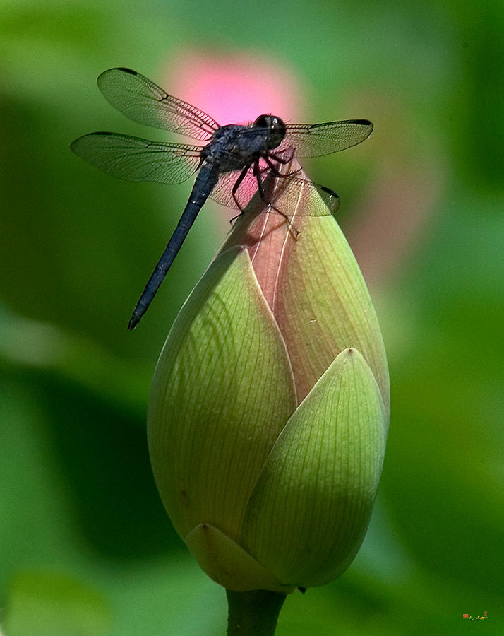 Lotus Bud and Slatey Skimmer Dragonfly DL006 Photograph by Gerry Gantt