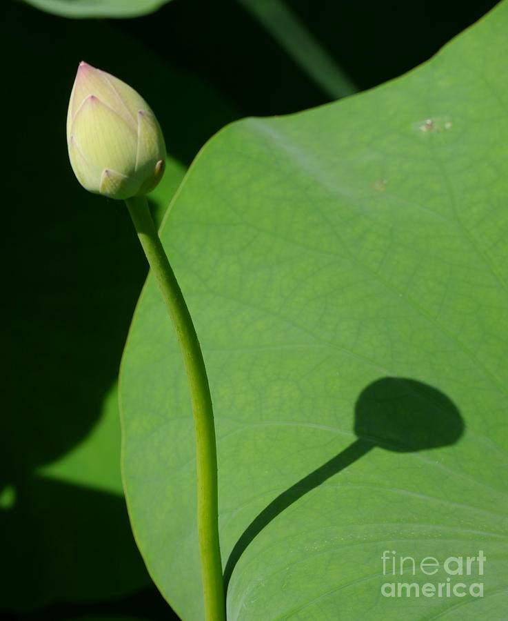 Lotus Bud Photograph by Jane Ford