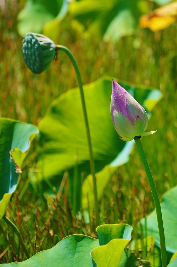 Lotus Bud - Nelumbo Nucifera Photograph by Billy Beck