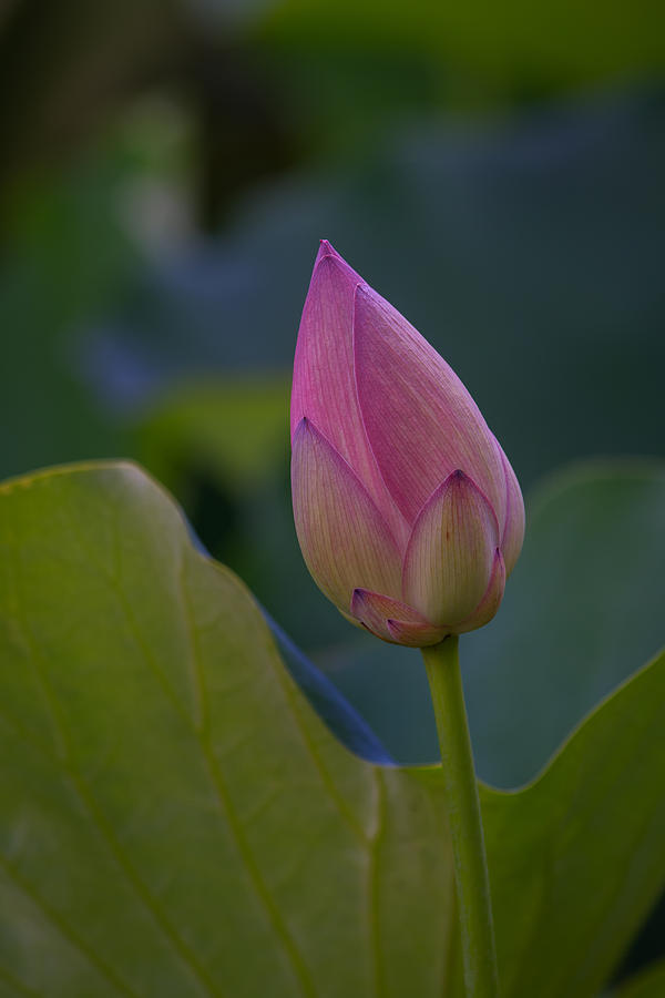 Lotus Bud Photograph by Roger Mullenhour