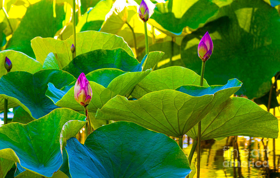 Lotus Garden Photograph by Roselynne Broussard