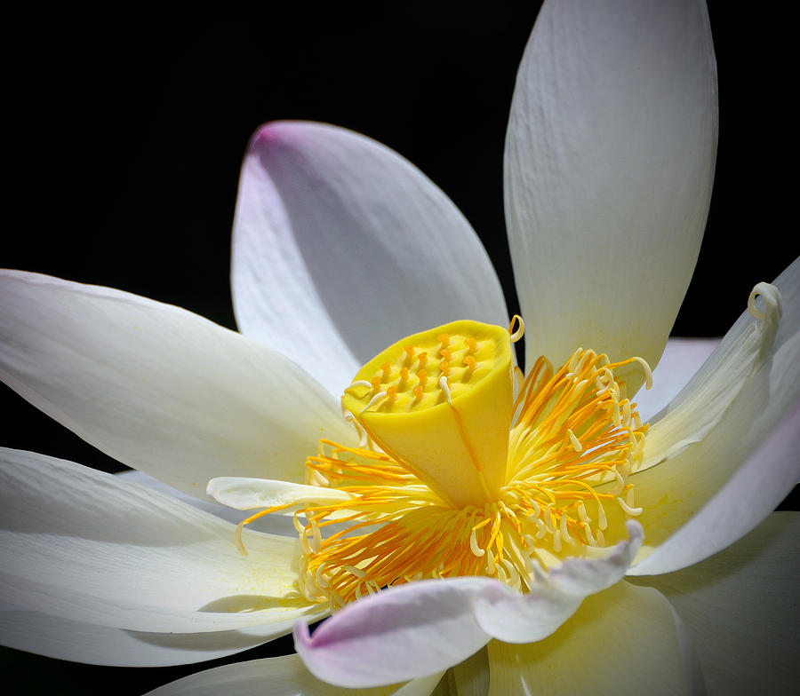 Lotus Photograph by Carol Eade