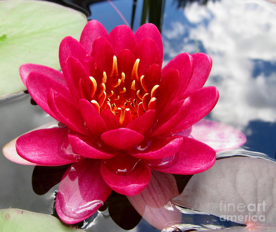 Pink Lotus Photograph - Lotus Cloud by Joshua Bales