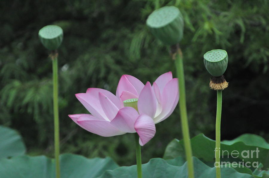 Lotus Delight Photograph by Nona Kumah