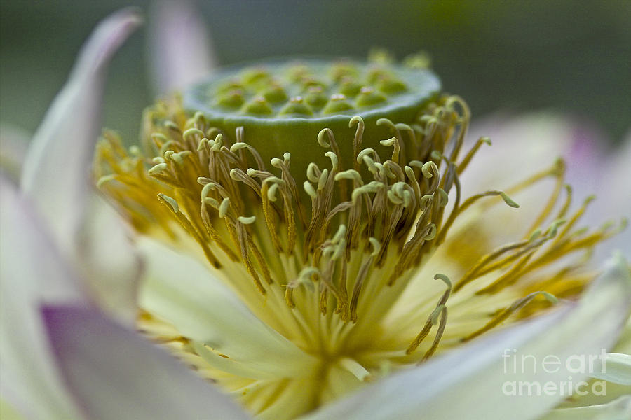 Nature Photograph - Lotus detail by Heiko Koehrer-Wagner