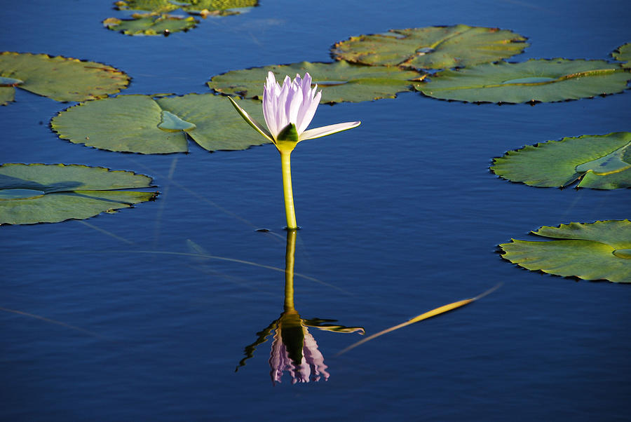Lotus Dreaming 2 Photograph by Ankya Klay