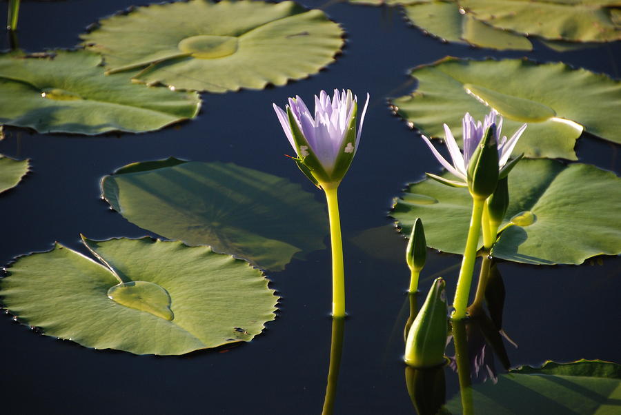 Lotus Dreaming 4 Photograph by Ankya Klay