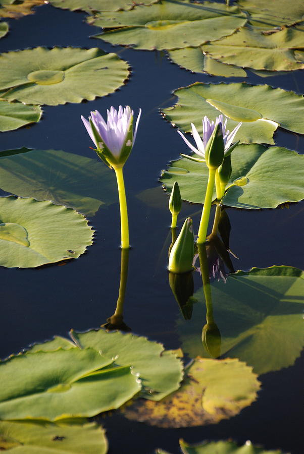 Lotus Dreaming 5 Photograph by Ankya Klay