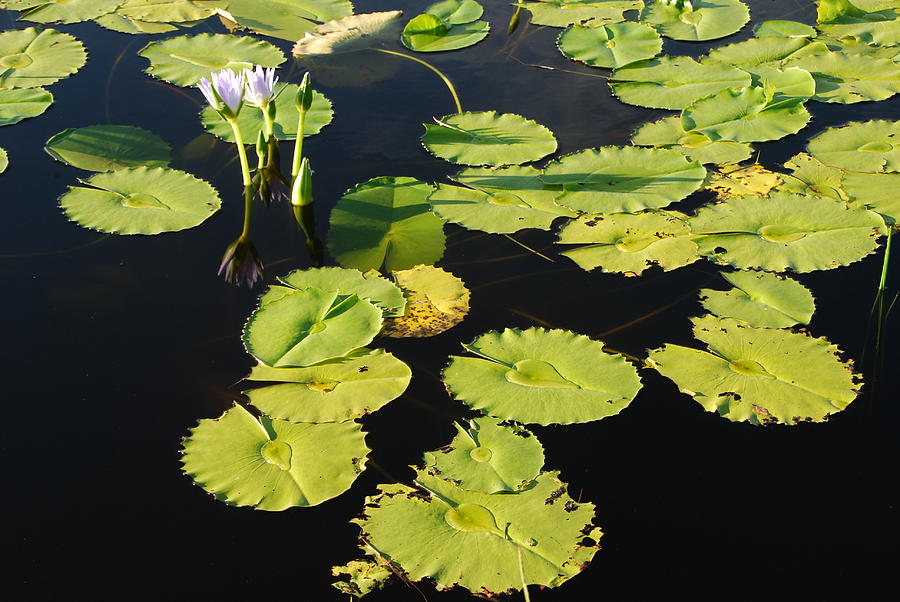 Lotus Dreaming 8 Photograph by Ankya Klay