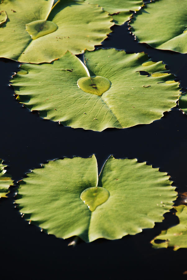 Lotus Dreaming 9 Photograph by Ankya Klay