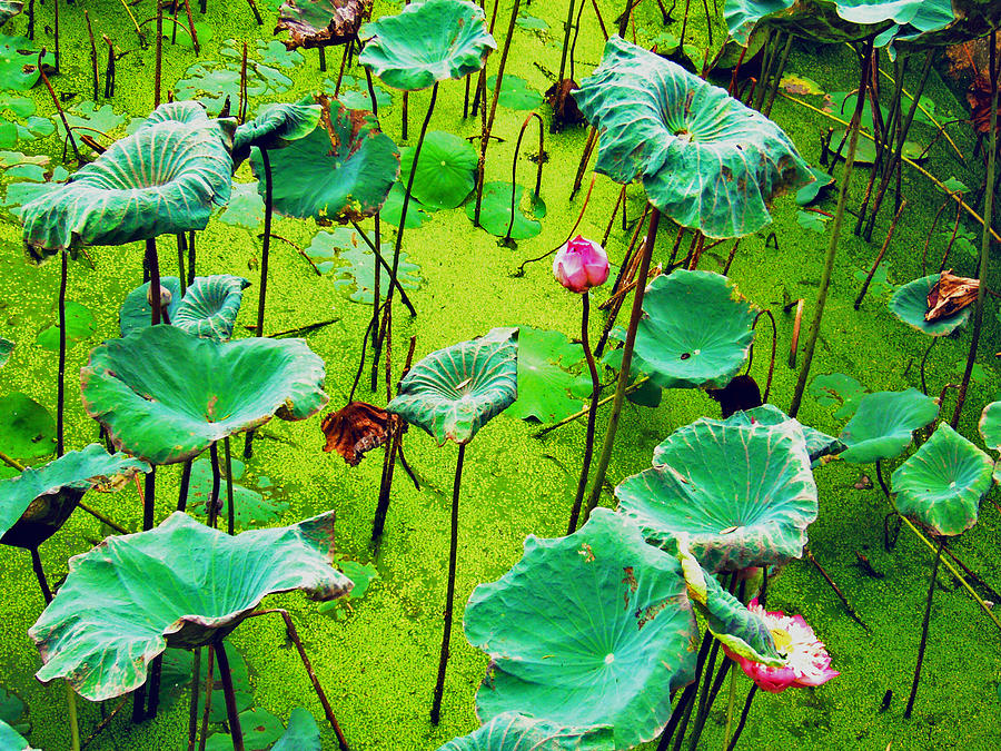 Nature Photograph - Lotus by Duy Nguyen