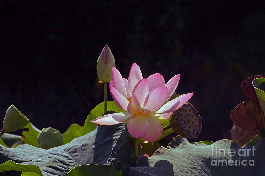 Nelumbo Nucifera Photograph - Lotus Enchantment by Byron Varvarigos